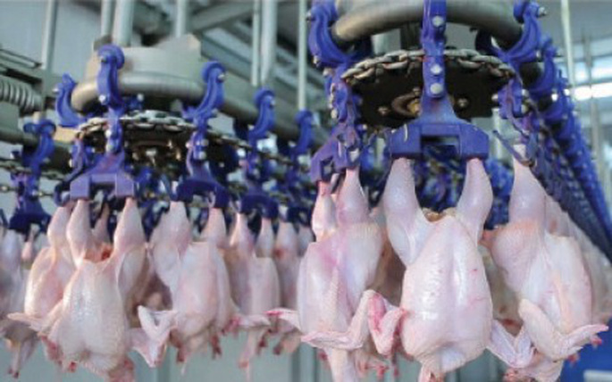 Báo cáo tác động môi trường nhà máy giết mổ và chế biến thịt gia cầm
